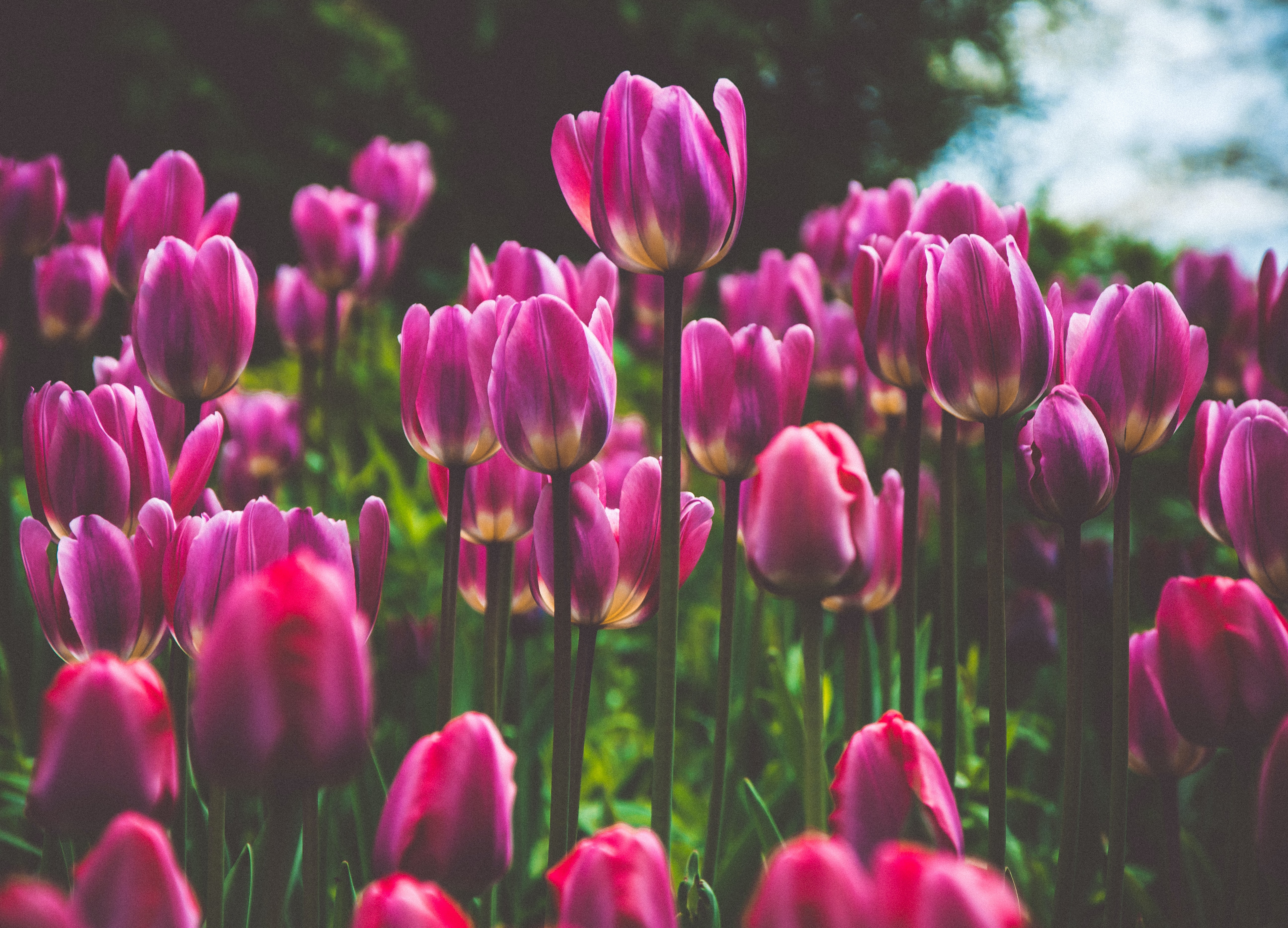 欲しいものをクリック通販